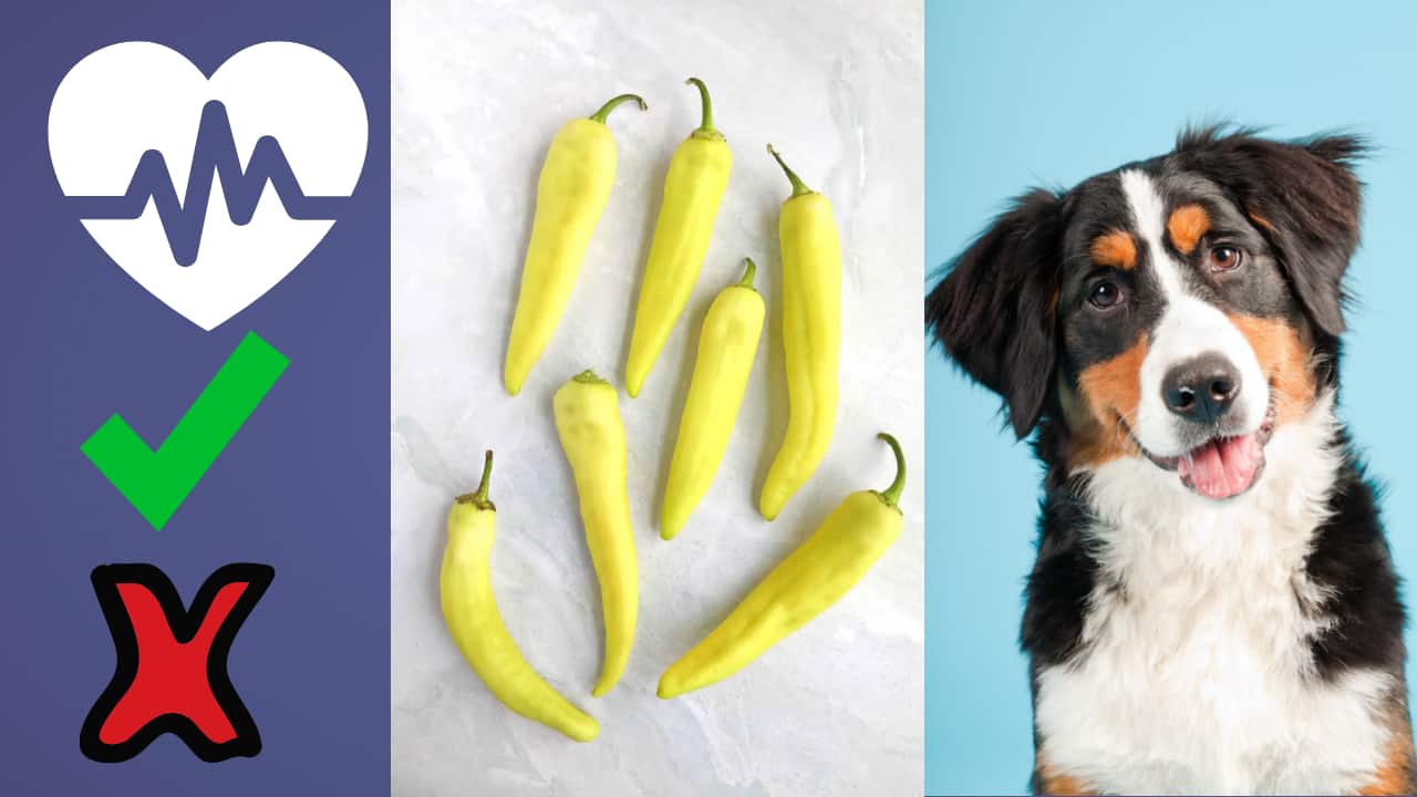 Find out if banana peppers are safe for your pup to eat. Learn the benefits of adding this tasty vegetable to your dog's diet and how to feed it safely!