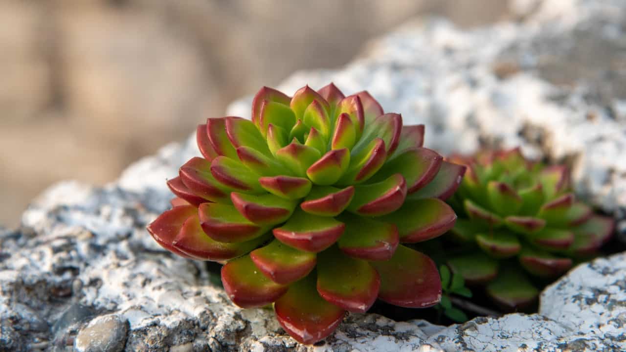 Can Succulents Grow in Rocks Without Soil?