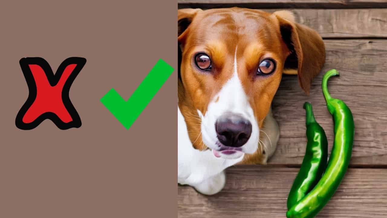 Potential Benefits and Risks of Dogs Eating Anaheim Peppers