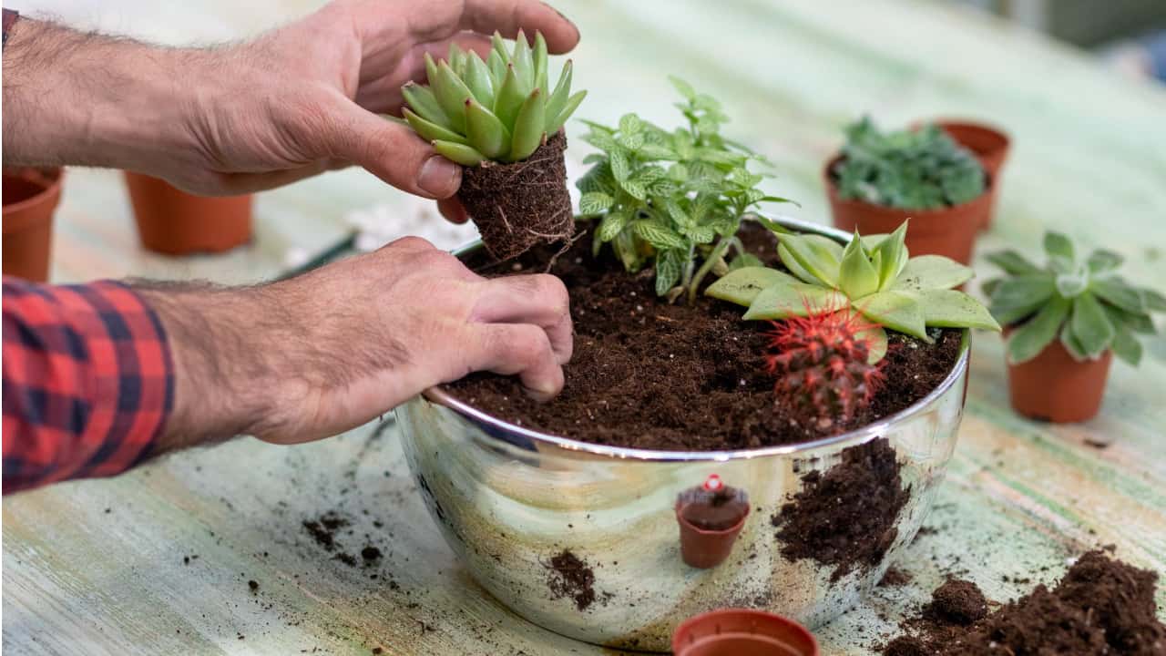 Learn how to grow succulents and keep them happy. Do succulents like acidic or alkaline soil?