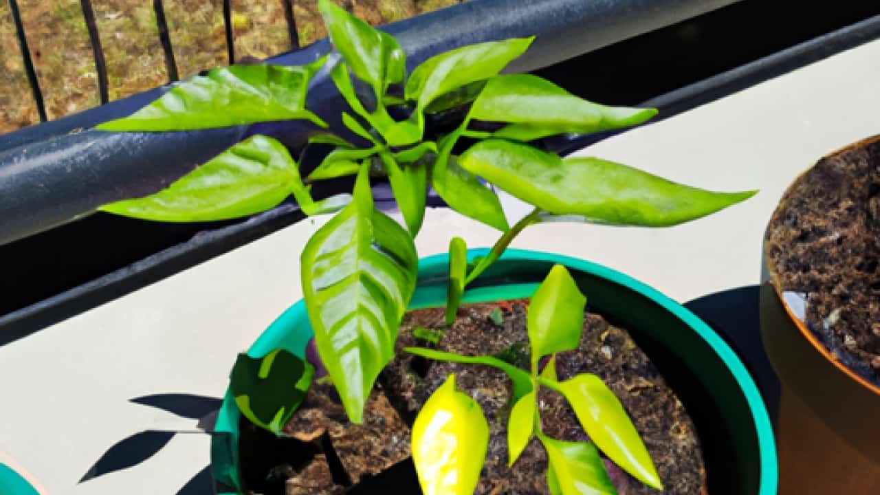 Growing Anaheim Peppers in Pots and Containers
