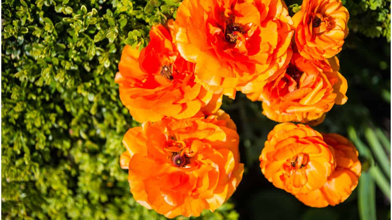 Learn how to take care of ranunculus. Information on how to grow, plant and care for ranunculus flowers.
