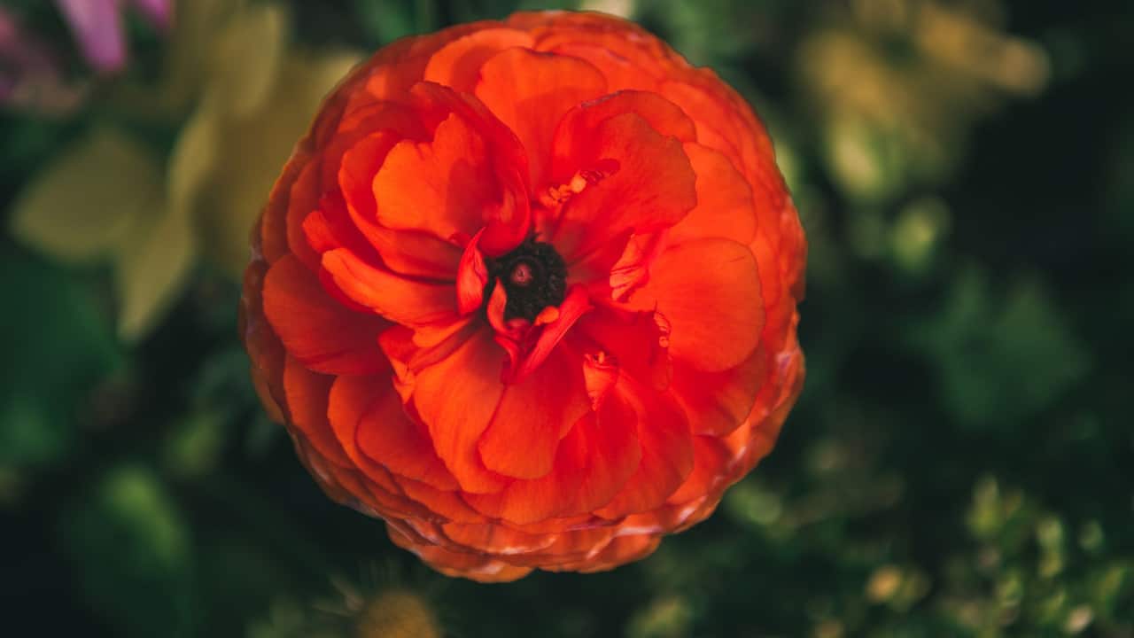 See how you should water Ranunculus – The Right Way