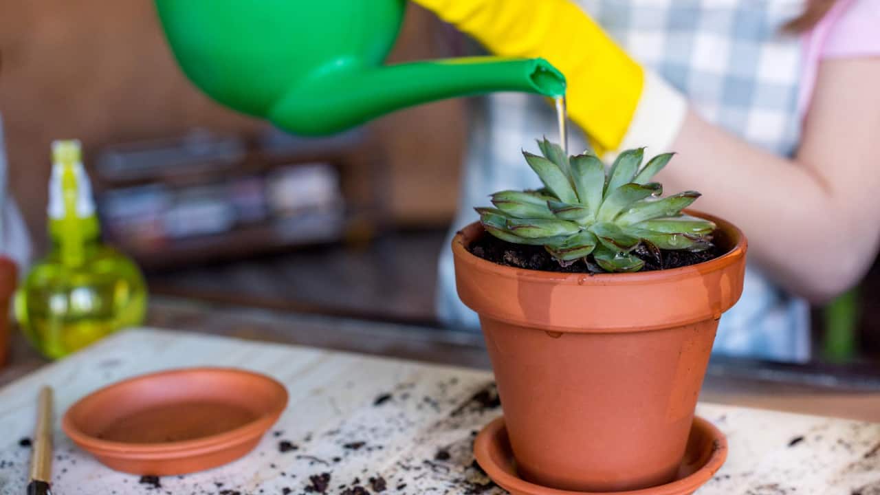 If you want to learn how to water your succulent, this guide will teach you the best way.
