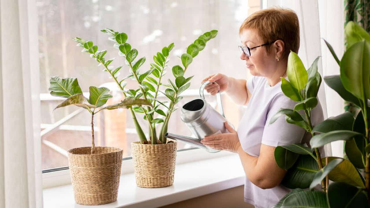 Watering a Zamioculcas: What You Need to Know